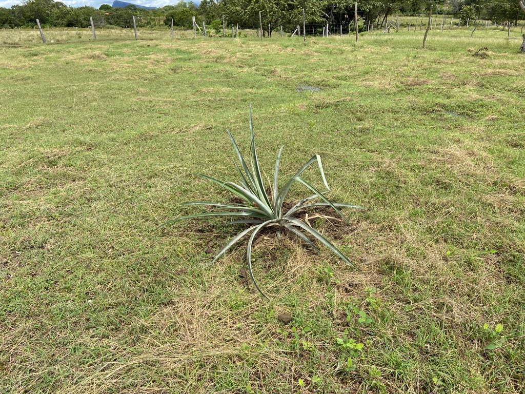 Lote No 17 - 603,47 Mt2 - San Luis - Tolima - Financiación a 1 año WhatsApp +573134283255