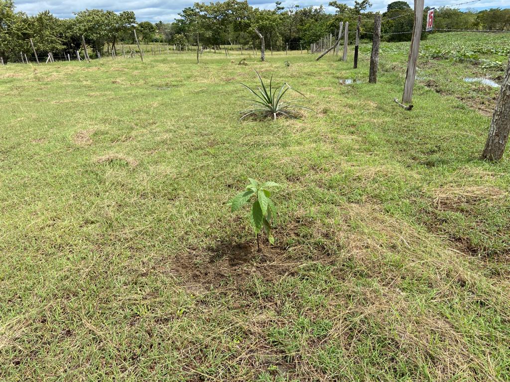 Lote No 17 - 603,47 Mt2 - San Luis - Tolima - Financiación a 1 año WhatsApp +573134283255