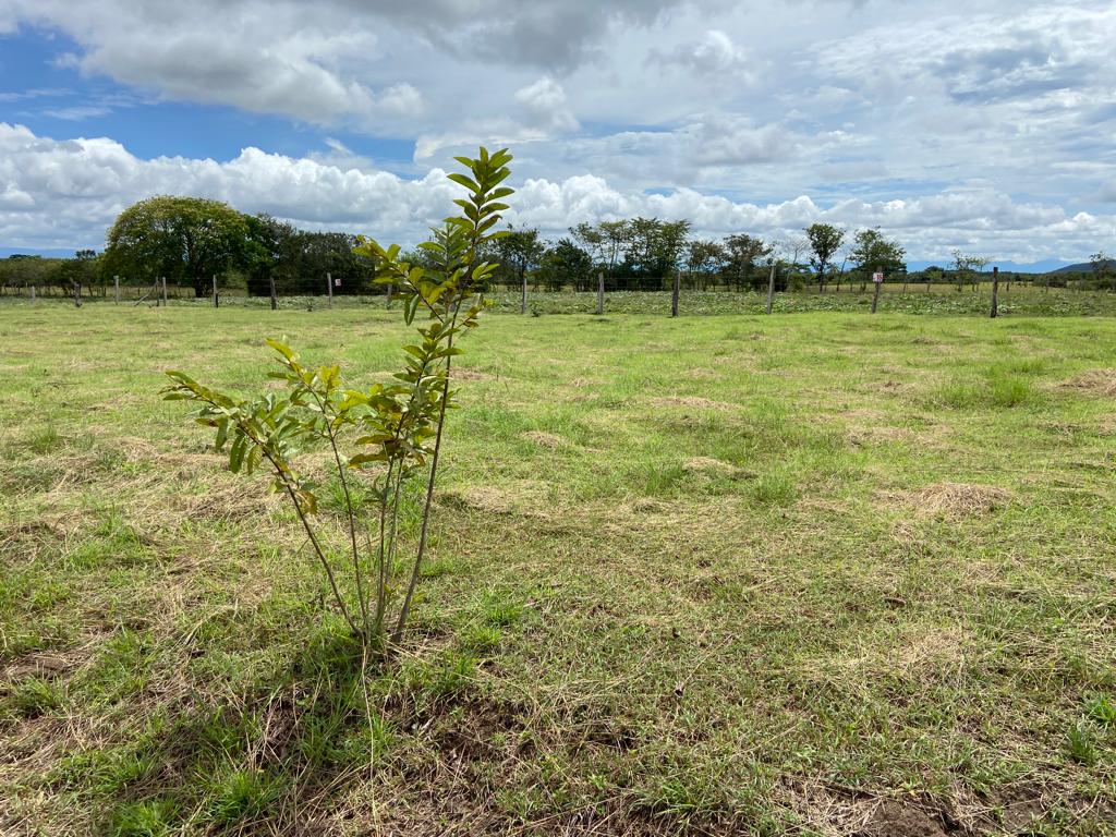 Lote No 17 - 603,47 Mt2 - San Luis - Tolima - Financiación a 1 año WhatsApp +573134283255