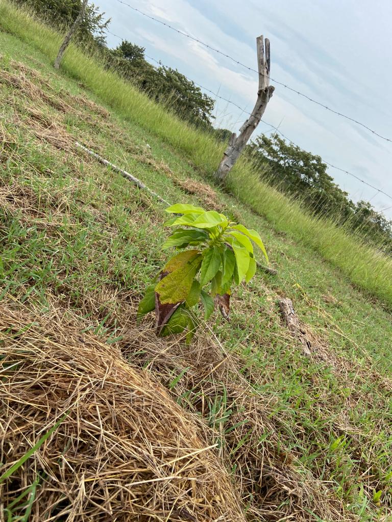 Lote No 18 - 600,85 Mt2 - San Luis - Tolima - Financiación a 1 año WhatsApp +573134283255