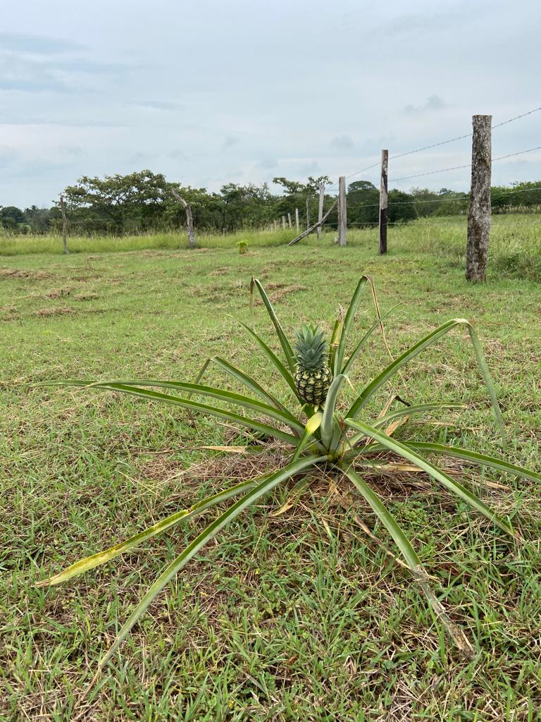 Lote No 18 - 600,85 Mt2 - San Luis - Tolima - Financiación a 1 año WhatsApp +573134283255